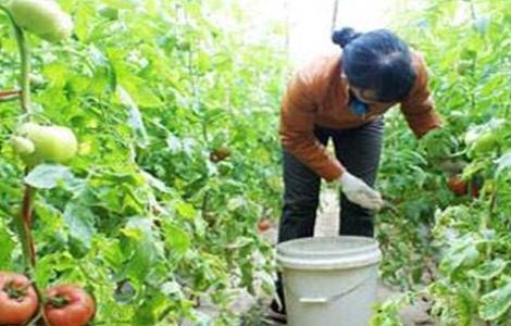 西红柿施肥注意要点 西红柿需要施什么肥料