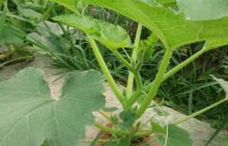 西葫芦苗期管理技术(西葫芦苗期管理技术视频)