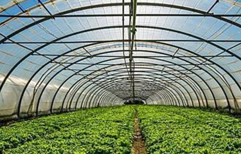 大棚蔬菜控旺技术 大棚西瓜控旺技术