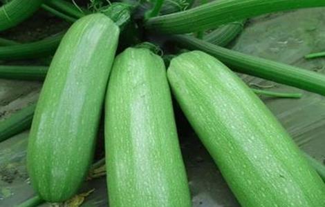 西葫芦的果实管理 西葫芦的果实管理方法