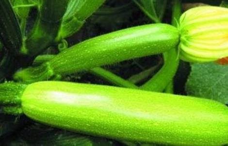 西葫芦 果实管理