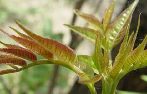 香椿的育苗技术 香椿的育苗技术与管理