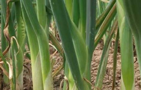 大葱高温时期的管理方法 大葱成熟期对温度的要求