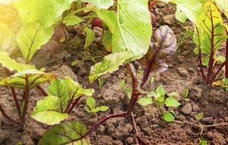 甜菜出苗差原因及防治方法 甜菜苗期病害