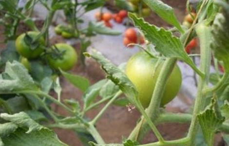 番茄叶片卷曲的原因（番茄叶片卷曲的原因是）