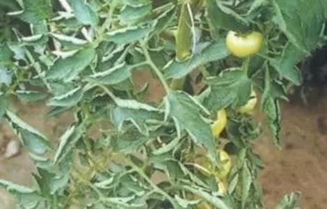 番茄 叶片卷曲 原因