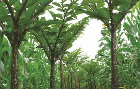 魔芋中后期管理技术(芋头的中后期管理技术)