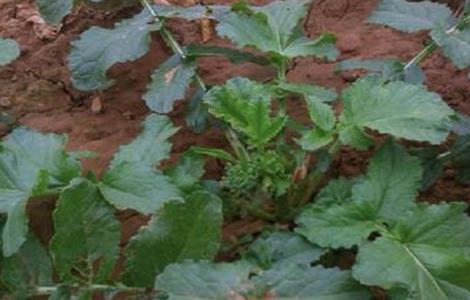 萝卜种植注意事项（夏季种植萝卜需要注意什么）