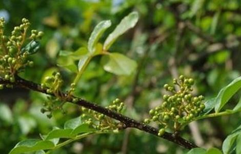 花椒树春季管理技术 花椒树春季管理技术与管理
