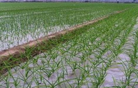 大蒜春季施肥技术 大蒜春季施肥与管理