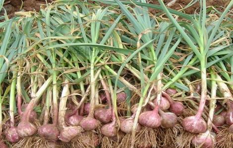 独头蒜的种植技术（独头蒜的栽培技术）