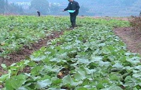 油菜春季施肥技术（油菜春季施肥技术视频）