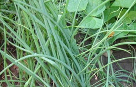 扁豆怎么样快出苗（怎么发扁豆苗）