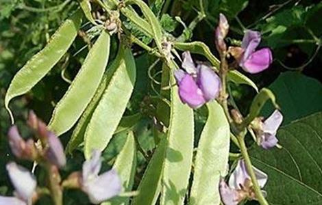 早春扁豆种植技术 早春扁豆种植技术与管理