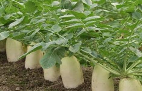 春萝卜抽薹的预防措施 春萝卜抽薹补救措施