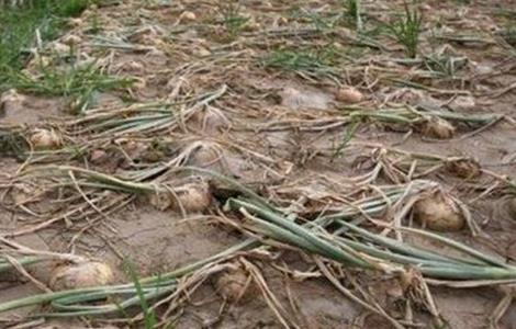 洋葱后期管理技术（洋葱的后期管理技术）