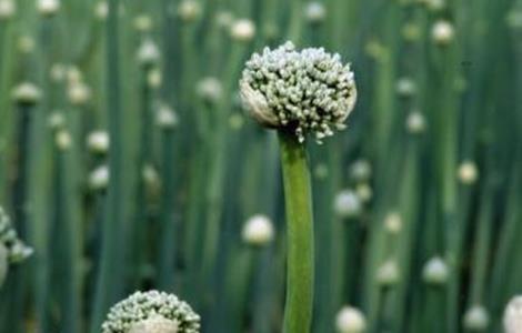 洋葱春季管理技术 春季洋葱种植技术和管理