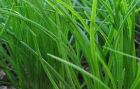 韭菜分蘖是什么意思（韭菜的分蘖与产量形成的关系）