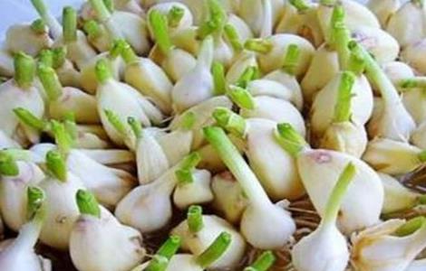 大蒜快速发芽方法（大蒜最快发芽用什么办法）