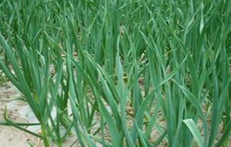 大蒜苗期管理技术（大蒜幼苗期田间管理技术）