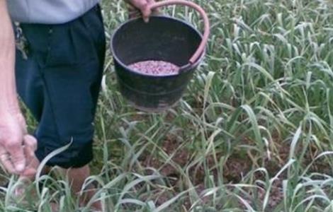 大蒜冬季施肥注意事项（大蒜冬季如何施肥）