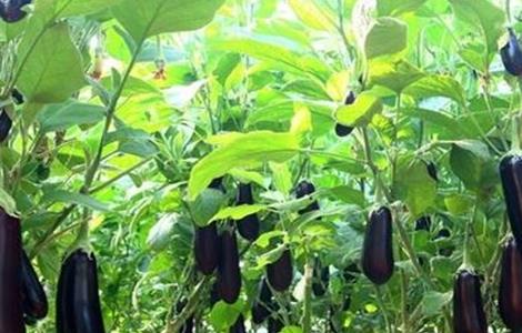 如何提高茄子产量 如何提高茄子产量视频