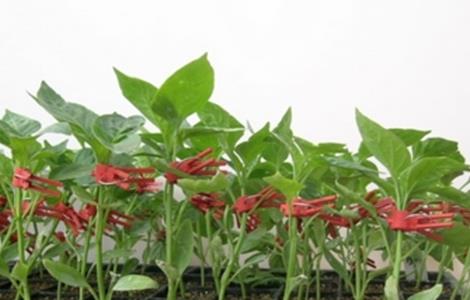 辣椒的嫁接方法 辣椒的嫁接方法视频