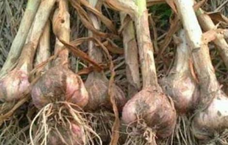 大蒜的留种技巧（大蒜的留种技巧图解）