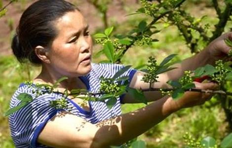 夏季花椒树怎样修剪（夏季花椒树怎样修剪视频）