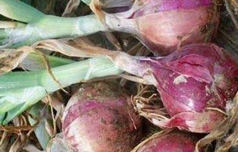 洋葱烂头原因及防治方法（洋葱烂头原因及防治方法图片）