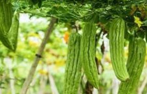 苦瓜反季节种植技术 苦瓜反季节种植技术视频