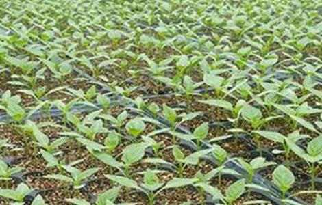 甜椒的育苗方法（甜椒的育苗方法视频）