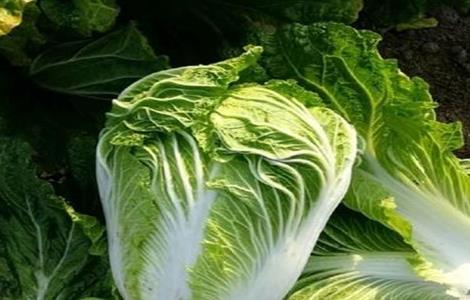 早春白菜种植常见问题（早春白菜种植常见问题有哪些）