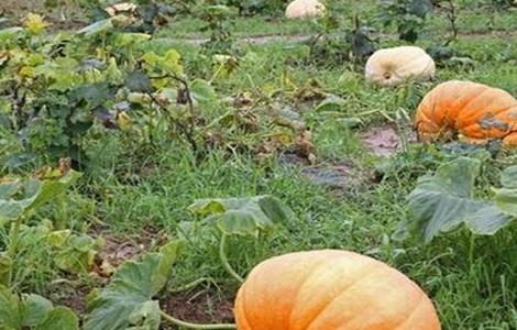 南瓜的种植技巧 南瓜的种植技巧和方法
