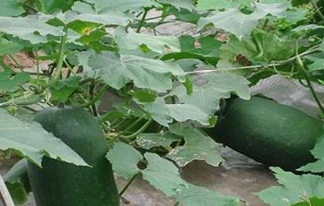 冬瓜高产施肥技术（冬瓜高产施肥技术要点）