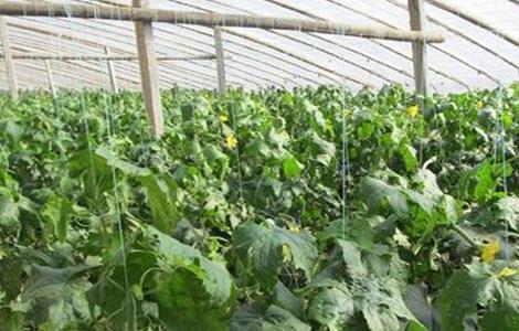 丝瓜早春育苗技术 丝瓜早春育苗技术要点