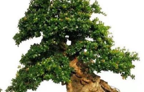 野外掘取赤楠树桩注意事项 赤楠下山桩冬季能采挖吗?