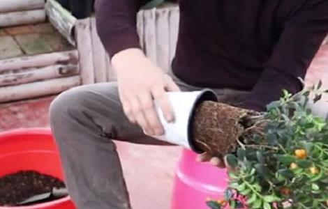 金鱼吊兰倒盆后的养护（金鱼吊兰如何倒盆）