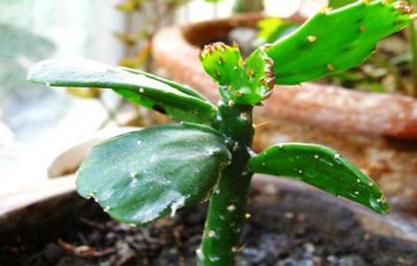 阳台植物推荐，阳台植物风水介绍（风水学在家阳台种什么植物好）