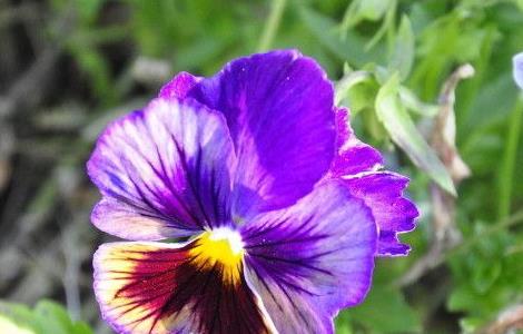 三色堇冬天开花吗（花语比较虐心的花）