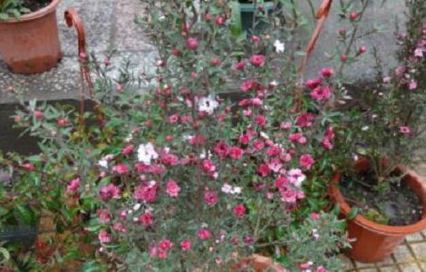 松红梅好养吗 松红梅