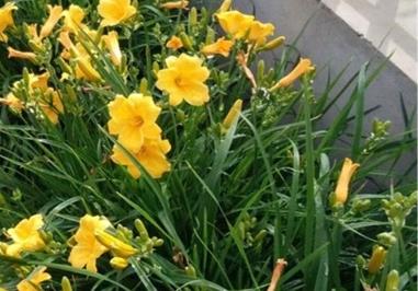 宁波适合养什么花,市花和市树是什么