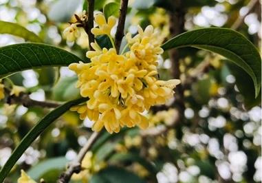 温州适合养什么花,市花和市树是什么