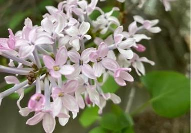 开封适合养什么花,市花和市树是什么