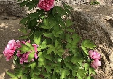 天水适合养什么花，市花和市树是什么