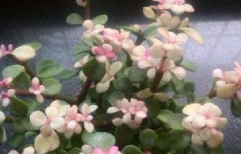 金枝玉叶养多久才开花(金枝玉叶养多长时间开花)