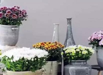 盆栽菊花的养殖方法(盆栽菊花的养殖方法和注意事项有哪些)