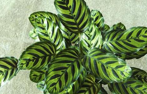 孔雀竹芋叶子卷曲怎么办(孔雀竹芋叶子卷曲怎么补救)