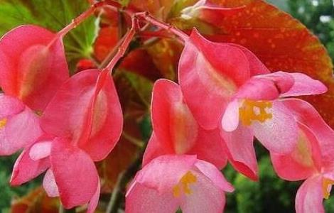 四季海棠开完花后修剪 四季海棠开完花修剪视频