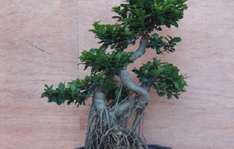 榕树掉叶子是怎么回事 榕树掉叶子的原因